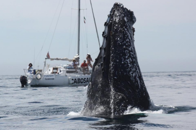  近距离观赏鲸鱼 